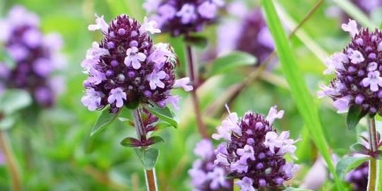 Thyme აძლიერებს ადამიანის სექსუალურ ძალას