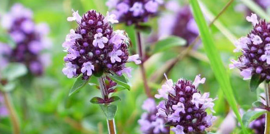Thyme აძლიერებს ადამიანის სექსუალურ ძალას